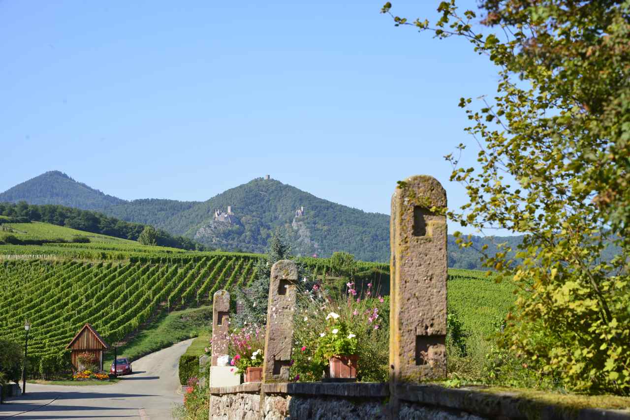 Vue sur les châteaux de Ribeauvillé : St Ulric, le Giersberg et le Haut-Ribeaupierre, Hunawihr